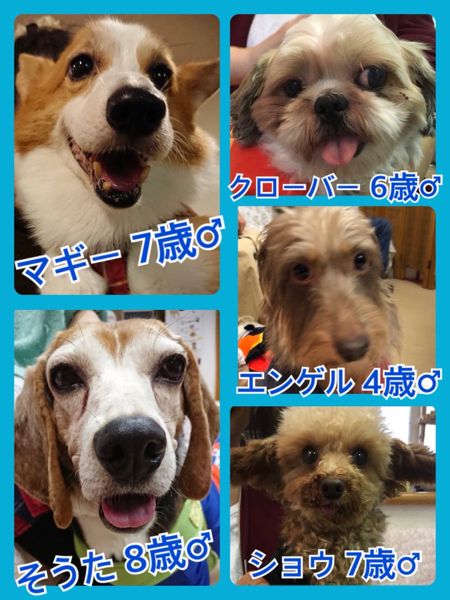 🐾今日の里親様募集中ワンコ🐶メンバーです🐾2018,10,20